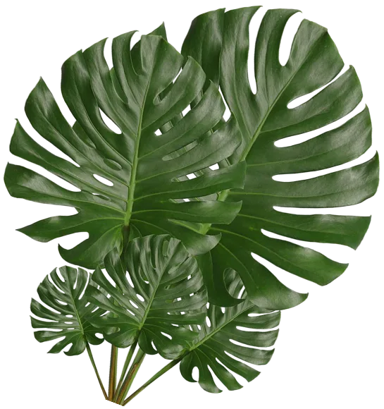 leaf