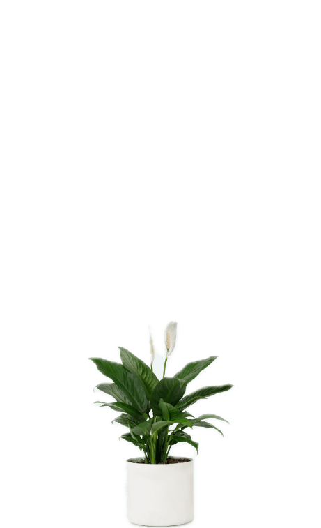 peace lily