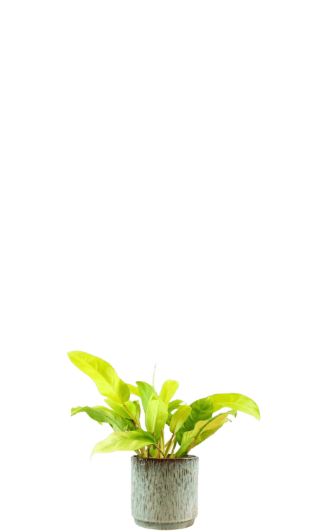 philodendron gold