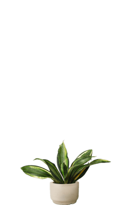 snake plant e1696230729783