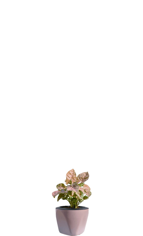 syngonium plant