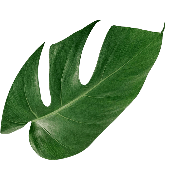 career-leaf