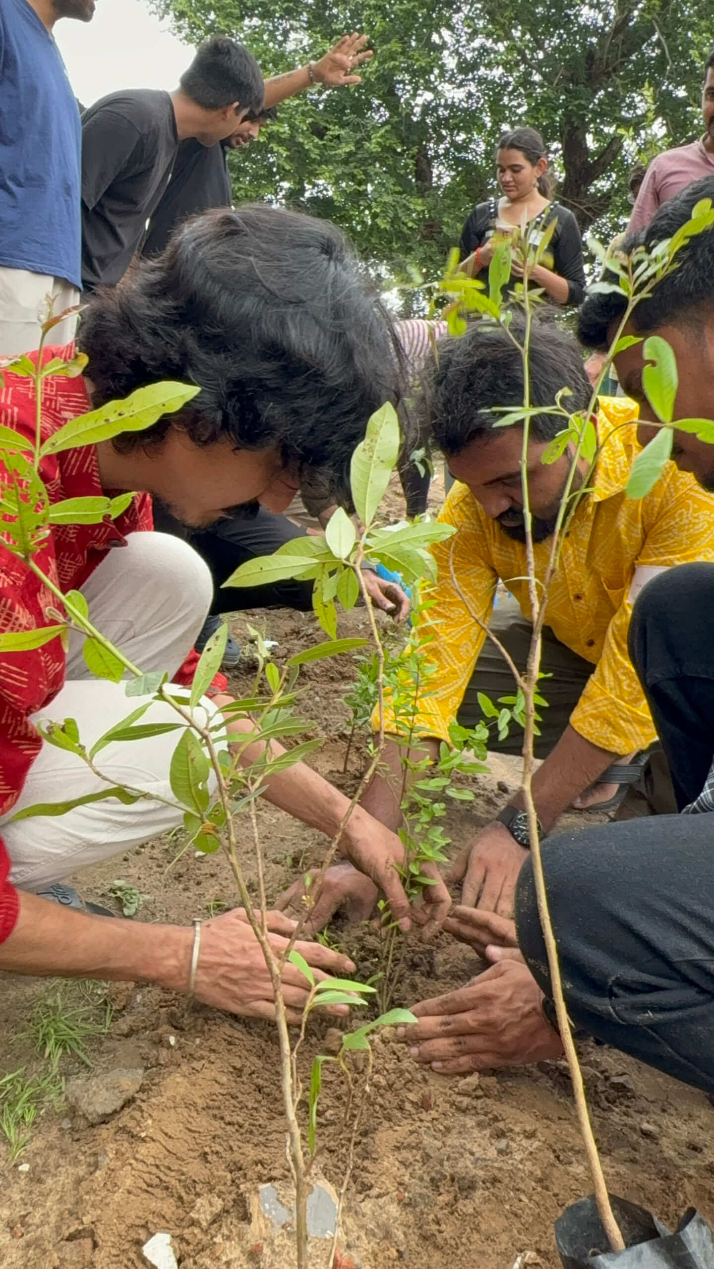 plantation-2025-5